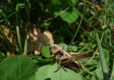 Larve_Ensifera_braun_26mai2012_Brontallo_850.jpg