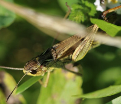 Grashüpfer-190813-1 - Kopie.JPG