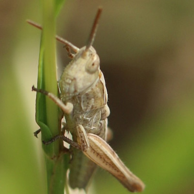 Kopie-Grashüpfer-190619-2.JPG