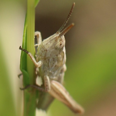 Kopie-Grashüpfer-190619-4.JPG