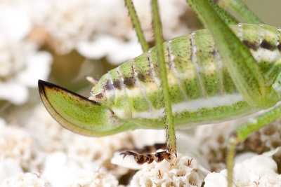 Detailansicht der Cerci der Gestreifte Zartschrecke (Leptophyes albovittata)