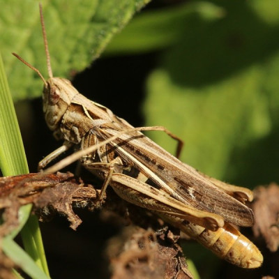 Kopie-Rotleibiger Grashüpfer-200819-2.JPG