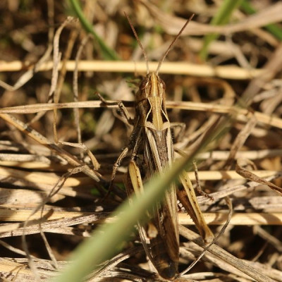Kopie-Rotleibiger Grashüpfer-200819-3.JPG