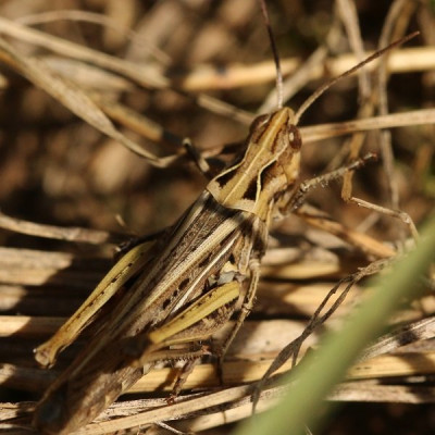 Kopie-Rotleibiger Grashüpfer-200819-4.JPG