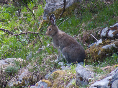 Schneehase (Lepus timidus)