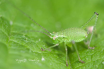 bu_1455_496_UH_07062012_Leptophyes-punctatissima.jpg