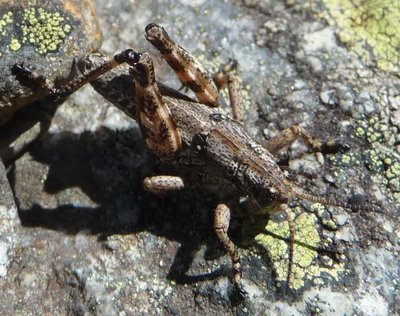 Podisma_pedestris_cf_29Jun2012.JPG