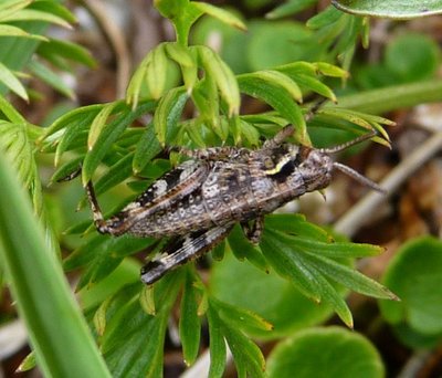 Bohemaniella_frigida_Schienen_25jul11_Muottas.JPG