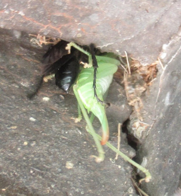stahlblauer grillenjäger mit beute (2)a.jpg