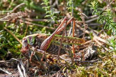 Decticus verrucivorus überwältigt Platycleis albopunctata 2021-09-03 3.jpg