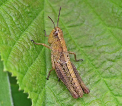 Grashüpfer (Chorthippus sp.).jpg
