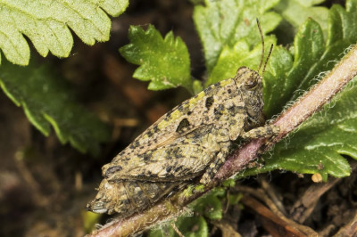 Adult