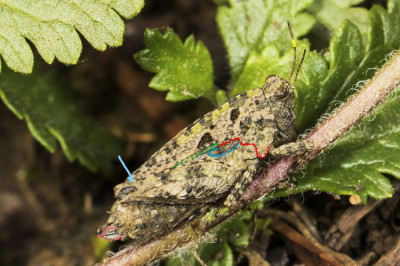 Adult