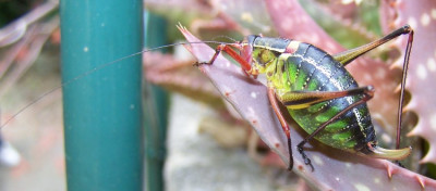 100_4186a.jpg