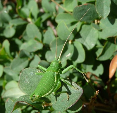 Polysarcus_oder_Ephippiger.JPG