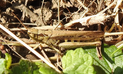 Chorthippus_DSCN5686.jpg