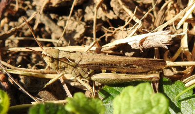 Chorthippus_DSCN5689.jpg