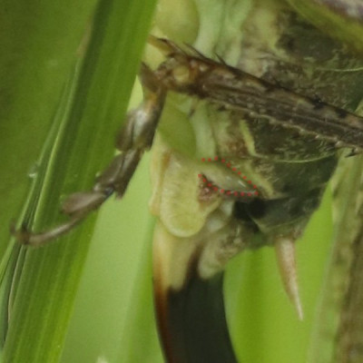 Rot punktiert: Seitenskleritt. Bei Platycleis grisea ist dieses an der Basis mit der Subgenitalplatte verwachsen und der Übergang ist fliessend.