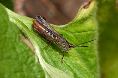 Omocestus haemorrhoidales 2021-07-11 34.jpg