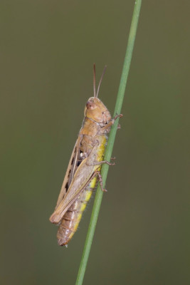 Chorthippus-Kiesgrube-5_FH2109110001.jpg