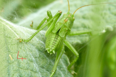 Tettigonia sp. 2021-06-22 100.jpg