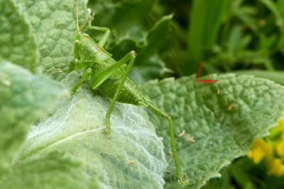 Tettigonia sp. 2021-06-22.jpg