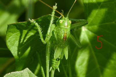Tettigonia sp. 2021-06-26.jpg