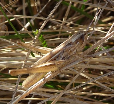 Euchorthippus_female.JPG