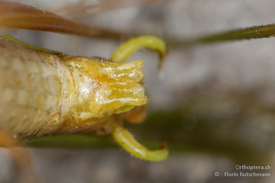 Subgenitalplatte von Phaneroptera falcata aus dem Vrondous-Gebirge