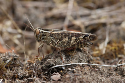 Calliptamus italicus.JPG