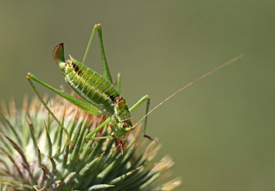 Leptophyes albovitta