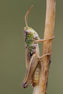 Stenobothrus crassipes