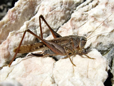 Platycleis-sp.jpg