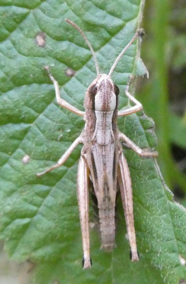 MarkelfiWi frgl Pseudochorthippus.jpg