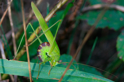 Phaneroptera falcata bei der Ei-Ablage