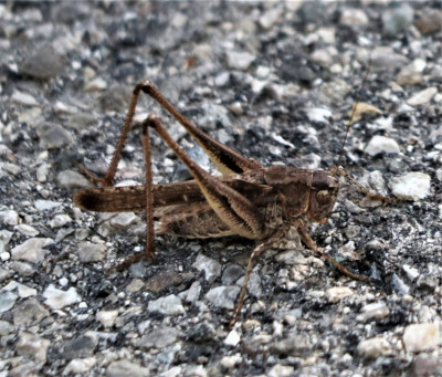 Platycleis albopunctata.001 (2).jpg