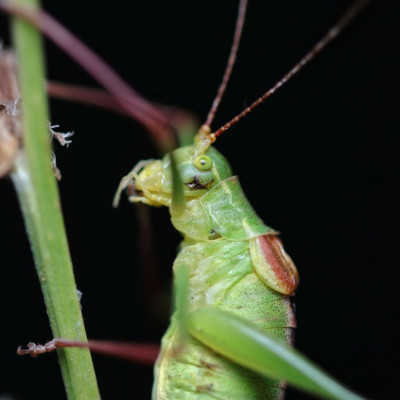 Leptophyes laticauda.jpeg