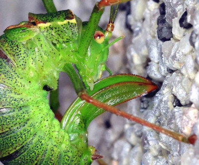 Punktierte Zartschrecke, Leptophyes punctatissima,.jpg