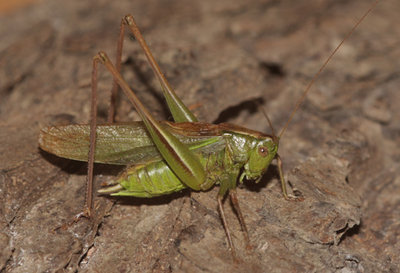 Metrioptera.bicolor_OZ.jpg