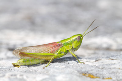 Makropteres Weibchen von Euthystira brachyptera aus Griechenland 11.07.2012