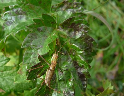 Leptophyes_albovittata_2Sep2012_male.jpg