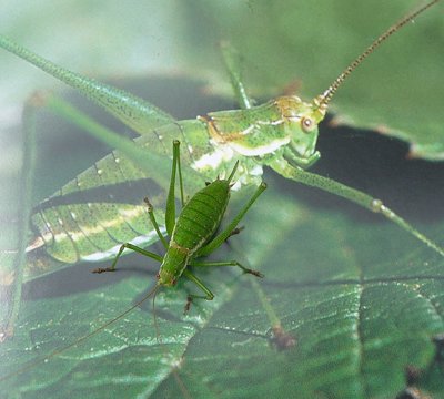 Leptophyes_albovittata_2Sep2012_female.jpg