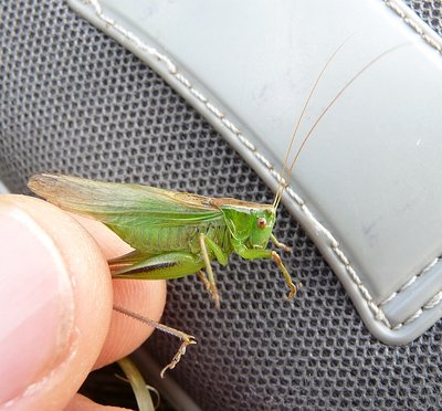 Metrioptera_bicolor_02Sep2011_Dischmatal.jpg