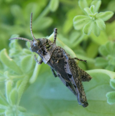 Puntagrande Mini Sphingonotus caerulans.jpg