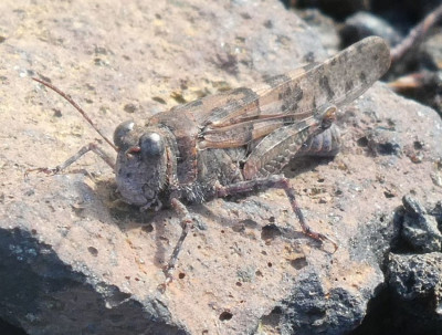 Puntagrande ElHierro Sphingonotus caerulans.jpg