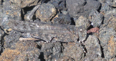 Puntagrande El Hierro Sphingonotus caerulans.jpg