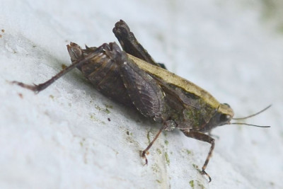 2021-07-09-Dornschrecke (Tetrigidae) Tetrix xxx-an Birkenstamm-Waldenau-SSC8501.jpg