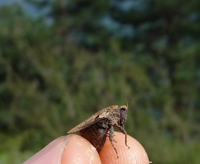 Tetrix_bipunctata_bipunctata_4Sep2012.jpg