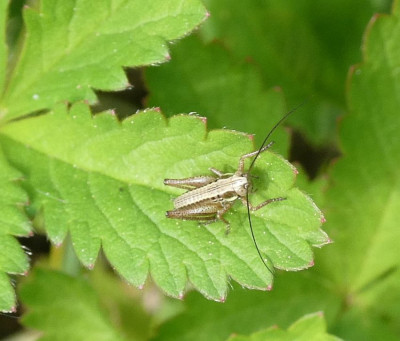 Nymphe Roesels frgl.jpg