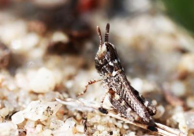 M. maculatus N1 in der schon typischen Färbung